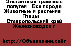 Элегантные травяные попугаи - Все города Животные и растения » Птицы   . Ставропольский край,Железноводск г.